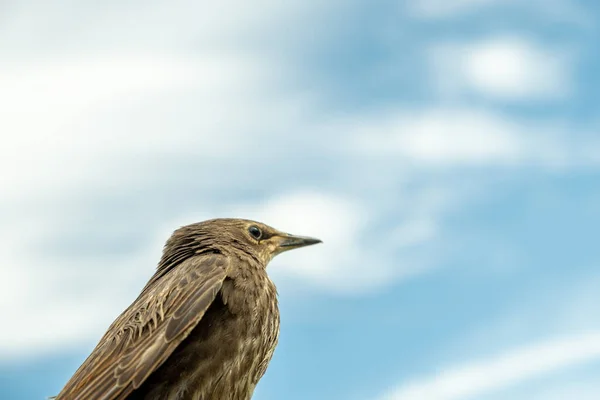 Songbird Pilici Genç Bir Kuşun Tüyleri Rusya Günler Bahar — Stok fotoğraf