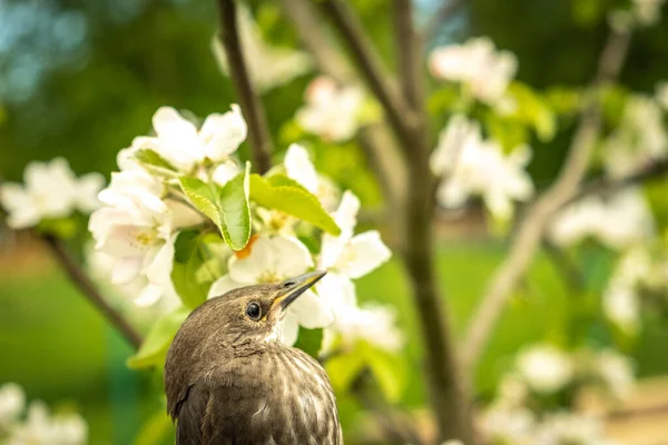 Songbird Kuiken Duiken Veren Van Een Jonge Vogel Rusland Dag — Stockfoto