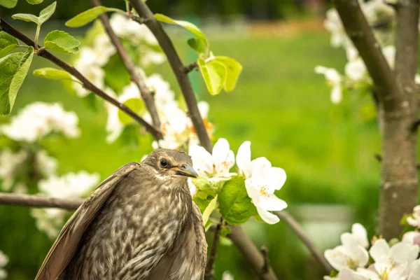 Chica Pájaro Cantor Abajo Las Plumas Pájaro Joven Rusia Día —  Fotos de Stock