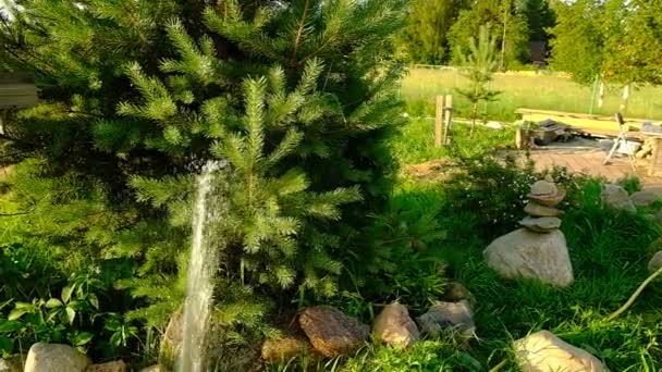 在花园里浇灌植物 从软管喷出的水柱 水花和水滴落在绿色的植物上 晚上好俄罗斯 — 图库视频影像