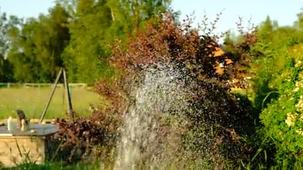 Полив Растений Саду Вода Шланга Всплески Капли Воды Падают Зеленые — стоковое видео