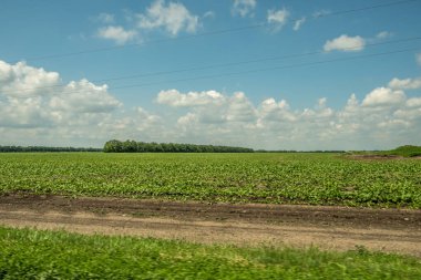 Yol boyunca araba penceresinden panorama. Yol kenarındaki tarımsal ekinlerle dolu tarlaların manzarası. Yeşil bitkiler, sürülmüş topraklar. Koruyucu orman kuşağı. - Rusya. İyi günler. Güneşli.