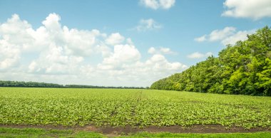 Yol boyunca araba penceresinden panorama. Yol kenarındaki tarımsal ekinlerle dolu tarlaların manzarası. Yeşil bitkiler, sürülmüş topraklar. Koruyucu orman kuşağı. - Rusya. İyi günler. Güneşli.