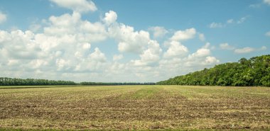Yol boyunca araba penceresinden panorama. Yol kenarındaki tarımsal ekinlerle dolu tarlaların manzarası. Yeşil bitkiler, sürülmüş topraklar. Koruyucu orman kuşağı. - Rusya. İyi günler. Güneşli.