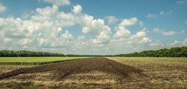 Yol boyunca araba penceresinden panorama. Yol kenarındaki tarımsal ekinlerle dolu tarlaların manzarası. Yeşil bitkiler, sürülmüş topraklar. Koruyucu orman kuşağı. - Rusya. İyi günler. Güneşli.