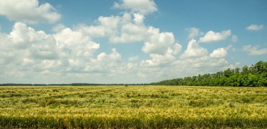 Yol boyunca araba penceresinden panorama. Yol kenarındaki tarımsal ekinlerle dolu tarlaların manzarası. Yeşil bitkiler, sürülmüş topraklar. Koruyucu orman kuşağı. - Rusya. İyi günler. Güneşli.