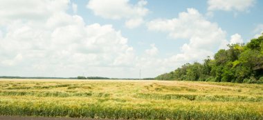 Yol boyunca araba penceresinden panorama. Yol kenarındaki tarımsal ekinlerle dolu tarlaların manzarası. Yeşil bitkiler, sürülmüş topraklar. Koruyucu orman kuşağı. - Rusya. İyi günler. Güneşli.