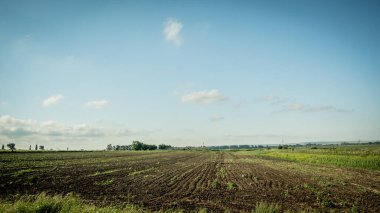 Yol boyunca araba penceresinden panorama. Yol kenarındaki tarımsal ekinlerle dolu tarlaların manzarası. Yeşil bitkiler, sürülmüş topraklar. Koruyucu orman kuşağı. - Rusya. İyi günler. Güneşli.