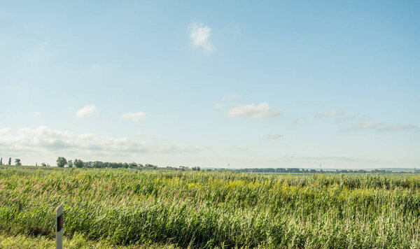 Panorama from the car window along the road. A view of the roadside fields with agricultural crops. Green plants, plowed land. Protective forest belt. Russia. Day. Sunny.