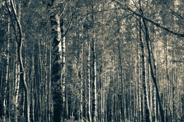 Ormanda beyaz huş ağaçları. Parktaki ince, güzel ağaçlar. İyi günler. Rusya 'da sonbahar.