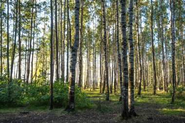 Ormanda beyaz huş ağaçları. Parktaki ince, güzel ağaçlar. İyi günler. Rusya 'da sonbahar.