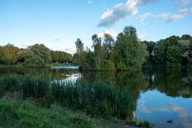 Büyük, yeşil bir çayırın manzarası. Yoğun çimler eşit olarak kesilmiş. İyi günler. Sonbahar. Rusya.