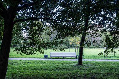Yalnız, boş bir park bankında. Parktaki ince, güzel ağaçlar. İyi günler. Rusya 'da sonbahar.