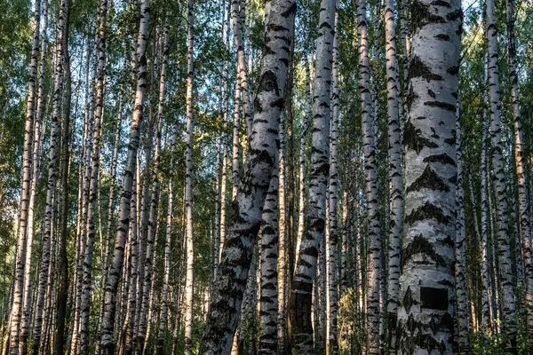Witte Berkenbomen Het Bos Slank Mooie Bomen Het Park Dag — Stockfoto
