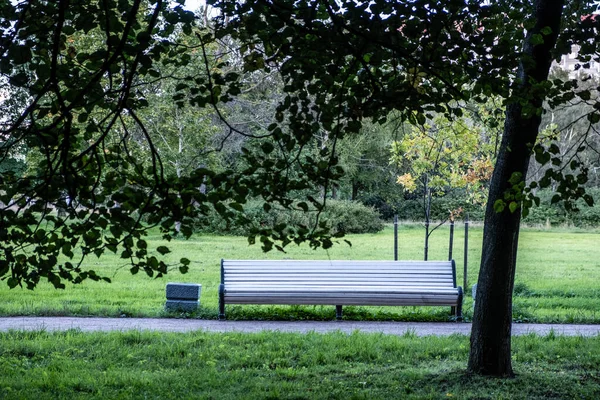 Lonely Empty Park Bench Slender Beautiful Trees Park Day Autumn — Stock Photo, Image