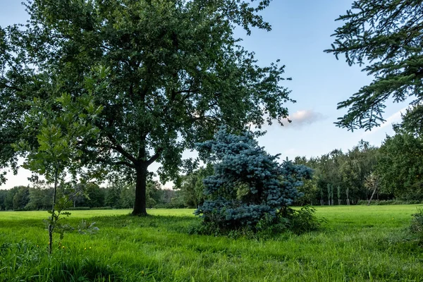 Panorama Une Grande Prairie Verte Herbe Dense Est Coupée Uniformément — Photo