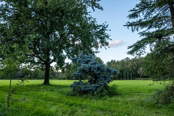 Pré Ensoleillée Pelouse Dans Parc Beaux Arbres Minces Dans Parc — Photo