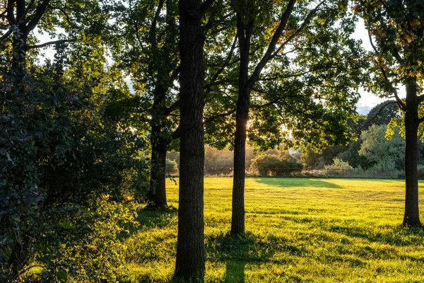 Солнечный Луг Лужайка Парке Стройные Красивые Деревья Парке День Автумн — стоковое фото