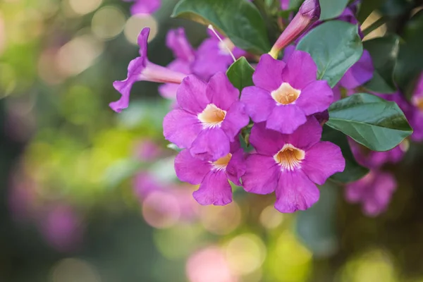 Cerca Foto Flor Bignonia Las Hojas Flores Bignonia Púrpura Floreciendo — Foto de Stock