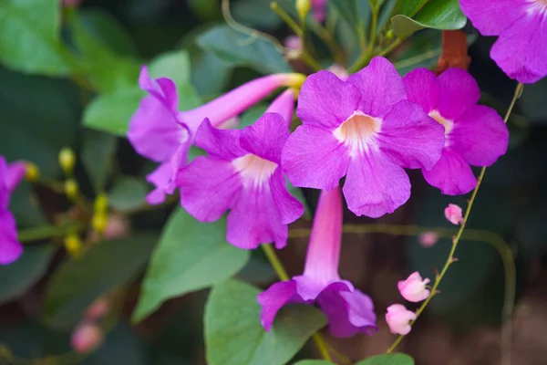 Cerca Foto Flor Bignonia Las Hojas Flores Bignonia Púrpura Floreciendo — Foto de Stock