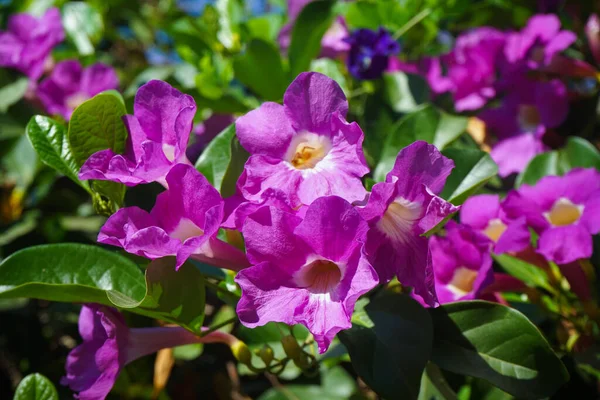 Cerca Foto Flor Bignonia Las Hojas Flores Bignonia Púrpura Floreciendo — Foto de Stock