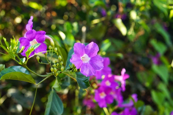 Nahaufnahme Foto Von Bignonia Blume Und Blättern Lila Bignonia Blüht — Stockfoto