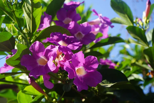 Cerca Foto Flor Bignonia Las Hojas Flores Bignonia Púrpura Floreciendo — Foto de Stock