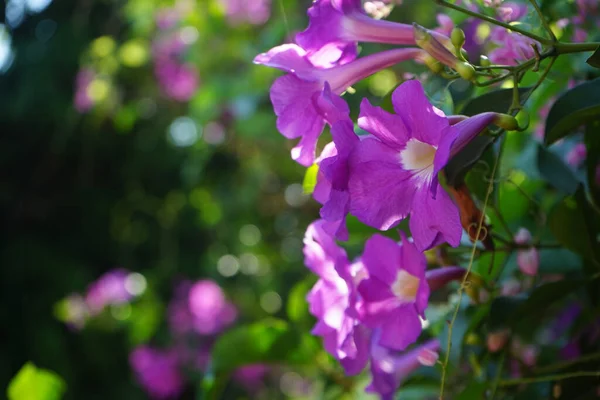 Nahaufnahme Foto Von Bignonia Blume Und Blättern Lila Bignonia Blüht — Stockfoto