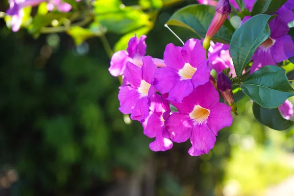 Cerca Foto Flor Bignonia Las Hojas Flores Bignonia Púrpura Floreciendo — Foto de Stock