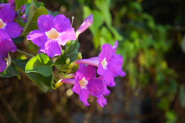 Nahaufnahme Foto Von Bignonia Blume Und Blättern Lila Bignonia Blüht — Stockfoto