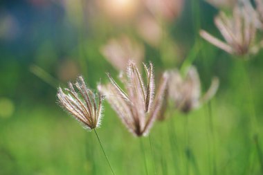 Akşamları çimenlikteki çim çiçeklerini ve konsept tasarım için güneş ışığını kapatın. Akşamları çimen çiçekleri tarlada veya çimen dokusunda ve arka planda, antika.                               