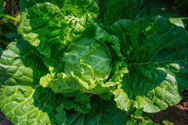 Napa lahanasının başını kapatırsak, Çin lahanası tamamen büyümüş bir sebze bahçesinde yetişir, lahana. Yeşil marul tarlada yetişiyor..                                