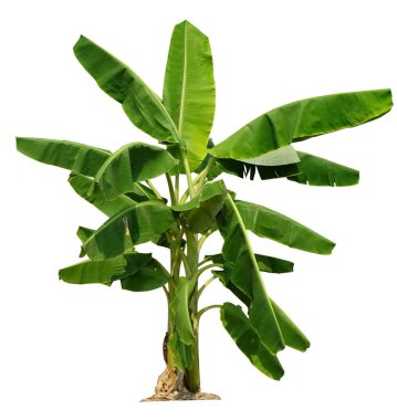 Beyaz arka planda izole edilmiş muz ağacı bahçe tasarımları için kesme yolları bulunuyor. Tropikal ülkelerin ekonomik ürünleri popülerlik kazanıyor.                                 