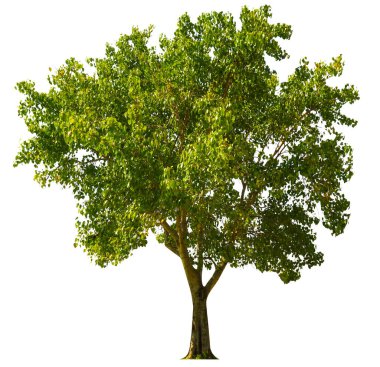 Beyaz zemin üzerinde izole ağaçlar, tasarım, reklam ve mimari için kullanılan izole tropikal ağaçlar, kırpma yolu ile                               