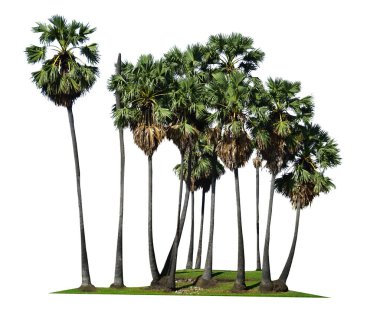 Beyaz arka planda izole ağaçlar, tasarımda, reklamcılıkta ve mimaride kullanılan tropikal ağaçlar..                                