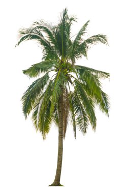 Beyaz arka planda izole ağaçlar, tasarımda, reklamcılıkta ve mimaride kullanılan tropikal ağaçlar..                                