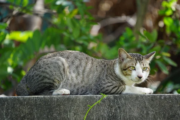 Μια Τίγρη Γάτα Χαλαρώνει Έναν Τοίχο Όμορφη Γάτα Αιλουροειδών Στο — Φωτογραφία Αρχείου