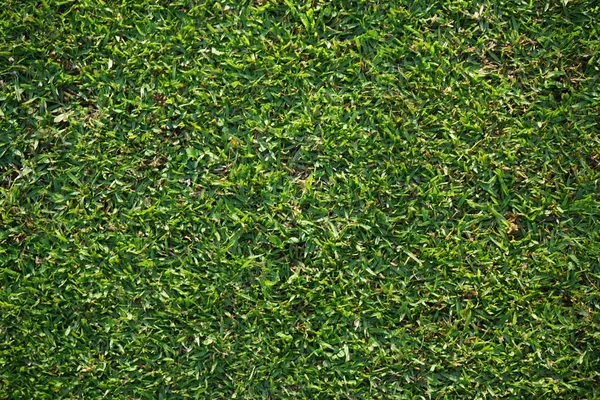 Green grass background texture from top view in football field. Green grass texture background Top view of bright grass garden Idea concept used for making green backdrop.