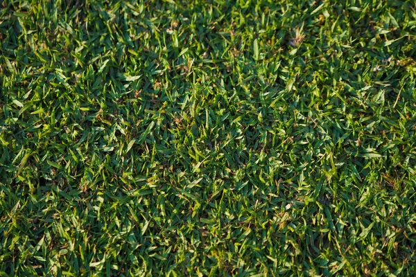 Green grass background texture from top view in football field. Green grass texture background Top view of bright grass garden Idea concept used for making green backdrop.