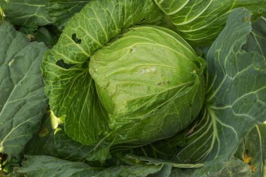 Lahana 'nın üst manzarasını kapatın. Taze yeşil sağlıklı lahana sebzesi tarlada yetişiyor. Salata ve yemek yapmak için yiyecek olarak kullanılıyor. Bahçedeki büyük lahananın yumuşak odağı. Yeşil taze lahana başı..                               