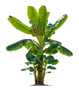 Beyaz arka planda izole edilmiş muz ağacı bahçe tasarımları için kesme yolları bulunuyor. Tropikal ülkelerin ekonomik ürünleri popülerlik kazanıyor.                               