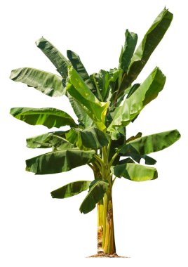 Beyaz arka planda izole edilmiş muz ağacı bahçe tasarımları için kesme yolları bulunuyor. Tropikal ülkelerin ekonomik ürünleri popülerlik kazanıyor.                               