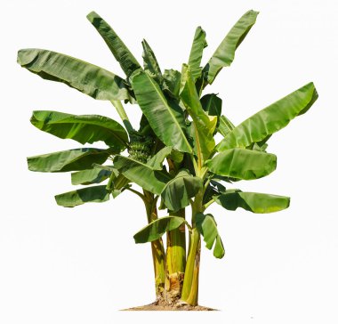 Beyaz arka planda izole edilmiş muz ağacı bahçe tasarımları için kesme yolları bulunuyor. Tropikal ülkelerin ekonomik ürünleri popülerlik kazanıyor.                               