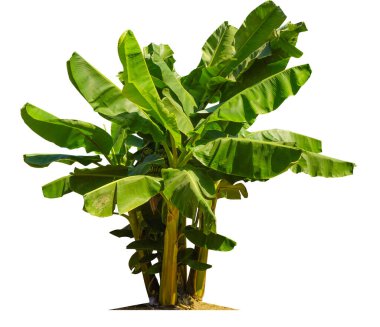 Beyaz arka planda izole edilmiş muz ağacı bahçe tasarımları için kesme yolları bulunuyor. Tropikal ülkelerin ekonomik ürünleri popülerlik kazanıyor.                               