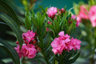 Seçici odaklanma. Bulanık arka planda çiçek açan Pembe Oleander Çiçekleri (Oleander Nerium). Zakkum ağacının üzerinde yeşil yapraklı pembe çiçekler.                              