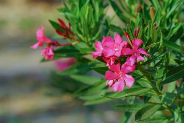 Seçici odaklanma. Bulanık arka planda çiçek açan Pembe Oleander Çiçekleri (Oleander Nerium). Zakkum ağacının üzerinde yeşil yapraklı pembe çiçekler.                               