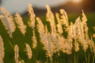  Yeşil çim tarlasında çim çiçekleri. Güzel Afrika fıskiyesi çiçek açmış çimen tarlasında gün batımında bulanık arkaplan.                               