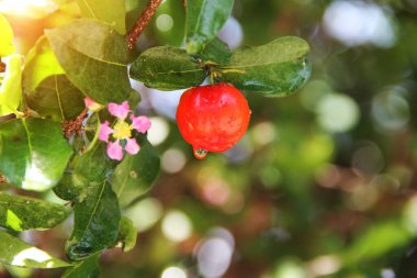 Taze organik Acerola kirazı. Tayland ya da Acerola kirazları ağaçta su damlası, yüksek vitamin C ve antioksidan meyveli..