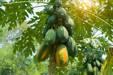 Yeşil meyveli papaya ağacının fotoğrafı. Ağaçta yeşil papaya ve tabiatta meyveler.. 