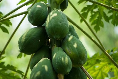 Yeşil meyveli bir papaya ağacının yakın çekimi. Ağaçtaki doğal yeşil papaya doğal bir manzarada meyvelerle birlikte.. 